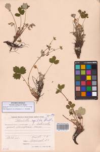 Potentilla rupifraga A.P.Khokhr., Siberia, Chukotka & Kamchatka (S7) (Russia)