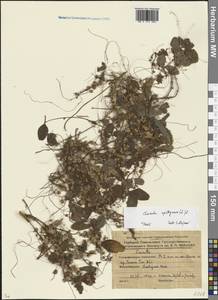 Cuscuta epithymum (L.) L., Eastern Europe, Belarus (E3a) (Belarus)