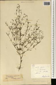 Oldenlandia capensis L.f., Africa (AFR) (Mali)