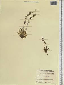 Braya purpurascens (R. Br.) Bunge, Siberia, Central Siberia (S3) (Russia)