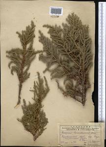 Juniperus pseudosabina Fisch. & C.A.Mey., Middle Asia, Pamir & Pamiro-Alai (M2) (Tajikistan)