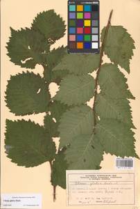 Ulmus glabra, Eastern Europe, Moscow region (E4a) (Russia)