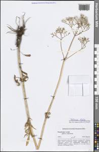 Valeriana dubia Bunge, Siberia, Altai & Sayany Mountains (S2) (Russia)