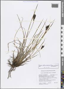 Carex eleusinoides Turcz. ex Kunth, Siberia, Central Siberia (S3) (Russia)