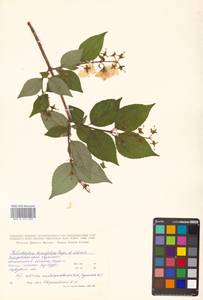 Philadelphus tenuifolius Rupr. & Maxim., Siberia, Russian Far East (S6) (Russia)