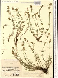 Asperula prostrata (Adams) K.Koch, Caucasus, Armenia (K5) (Armenia)