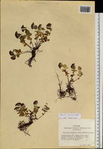 Hylotelephium ewersii (Ledeb.) H. Ohba, Siberia, Altai & Sayany Mountains (S2) (Russia)