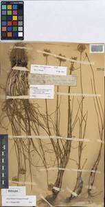 Allium kirilovii, Middle Asia, Northern & Central Tian Shan (M4) (Kazakhstan)