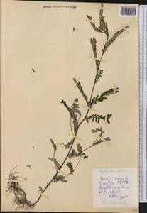 Phyllanthus niruri L., America (AMER) (Peru)