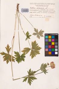 Trollius europaeus L., Eastern Europe, Central region (E4) (Russia)