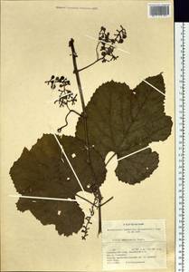 Vitis amurensis Rupr., Siberia, Russian Far East (S6) (Russia)