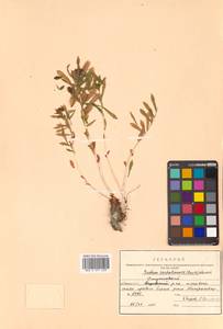 Rhodiola rosea L., Siberia, Russian Far East (S6) (Russia)