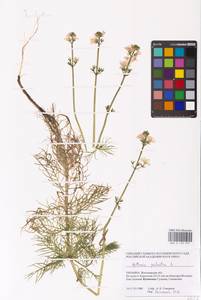Hottonia palustris L., Eastern Europe, North Ukrainian region (E11) (Ukraine)