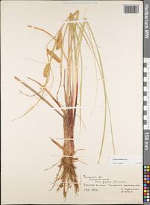 Carex rostrata Stokes, Eastern Europe, Central region (E4) (Russia)
