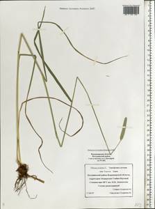 Phleum pratense L., Eastern Europe, Central region (E4) (Russia)