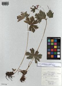 KUZ 000 290, Geranium albiflorum Ledeb., Siberia, Altai & Sayany Mountains (S2) (Russia)