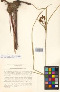 Bolboschoenus yagara (Ohwi) Y.C.Yang & M.Zhan, Siberia, Russian Far East (S6) (Russia)