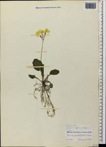 Primula pseudoelatior Kuzn., Caucasus, North Ossetia, Ingushetia & Chechnya (K1c) (Russia)