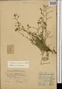 Centaurea virgata subsp. squarrosa (Willd.) Gugler, Caucasus, Azerbaijan (K6) (Azerbaijan)