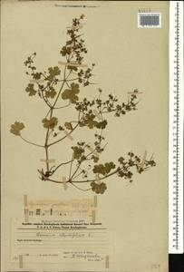 Geranium rotundifolium L., Caucasus, Azerbaijan (K6) (Azerbaijan)