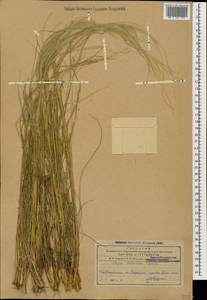 Stipa zalesskii Wilensky, Caucasus, Azerbaijan (K6) (Azerbaijan)