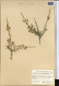 Convolvulus fruticosus Pall., Middle Asia, Karakum (M6) (Turkmenistan)