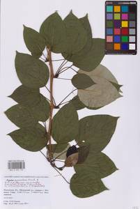 Populus suaveolens Fisch., Eastern Europe, Moscow region (E4a) (Russia)
