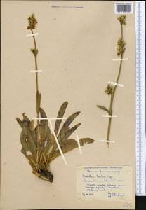 Swertia lactea A. Bunge, Middle Asia, Pamir & Pamiro-Alai (M2) (Kyrgyzstan)