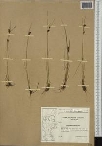 Rhynchospora fusca (L.) W.T.Aiton, Western Europe (EUR) (Denmark)