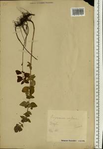 Origanum vulgare L., Eastern Europe, Estonia (E2c) (Estonia)