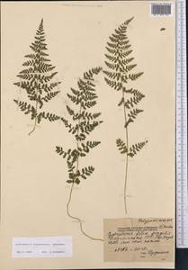Cystopteris fragilis (L.) Bernh., Middle Asia, Pamir & Pamiro-Alai (M2) (Tajikistan)