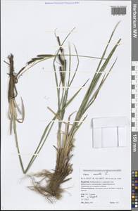 Carex acuta L., Siberia, Baikal & Transbaikal region (S4) (Russia)