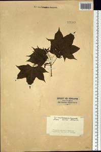 Acer pictum subsp. mono (Maxim.) H. Ohashi, Siberia, Russian Far East (S6) (Russia)