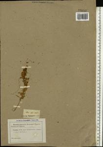 Cuscuta epithymum (L.) L., Eastern Europe, Rostov Oblast (E12a) (Russia)