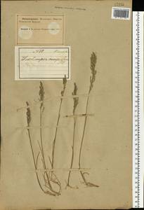 Poa compressa L., Eastern Europe, Northern region (E1) (Russia)