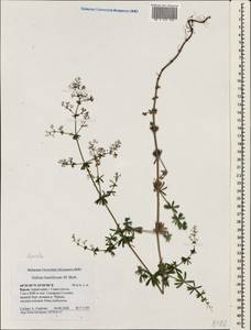 Galium humifusum M.Bieb., Crimea (KRYM) (Russia)