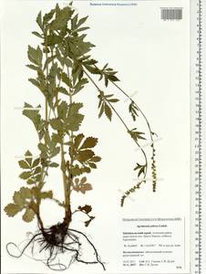 Agrimonia pilosa Ledeb., Siberia, Baikal & Transbaikal region (S4) (Russia)