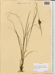 Carex flava L., Eastern Europe, Northern region (E1) (Russia)