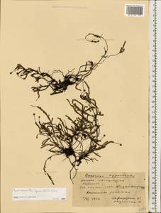 Harrimanella hypnoides (L.) Coville, Eastern Europe, Northern region (E1) (Russia)