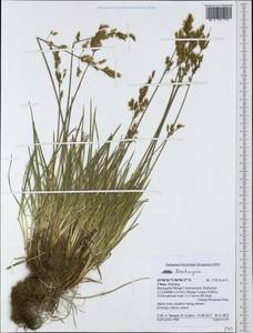 Deschampsia, South Asia, South Asia (Asia outside ex-Soviet states and Mongolia) (ASIA) (China)