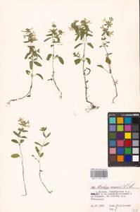 Stachys annua (L.) L., Eastern Europe, Moscow region (E4a) (Russia)