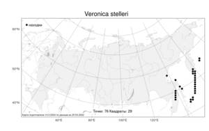 Veronica stelleri Pall. ex Link, Atlas of the Russian Flora (FLORUS) (Russia)