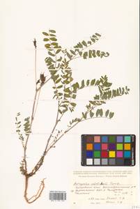 Astragalus schelichowii Turcz., Siberia, Russian Far East (S6) (Russia)