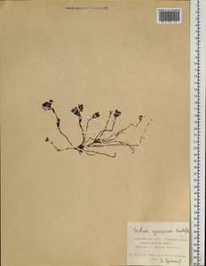 Hylotelephium cyaneum (Rudolph) H. Ohba, Siberia, Russian Far East (S6) (Russia)