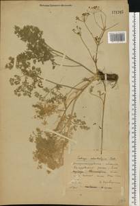 Prangos odontalgica (Pall.) Herrnst. & Heyn, Eastern Europe, South Ukrainian region (E12) (Ukraine)