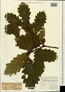 Quercus petraea (Matt.) Liebl., Caucasus, North Ossetia, Ingushetia & Chechnya (K1c) (Russia)