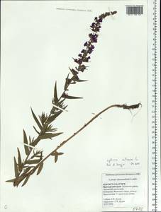 Lythrum salicaria L., Siberia, Russian Far East (S6) (Russia)