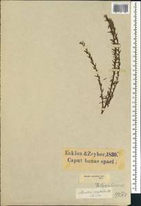 Muraltia serpylloides DC., Africa (AFR) (South Africa)