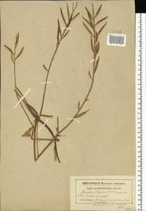 Rhamphospermum arvense (L.) Andrz. ex Besser, Eastern Europe, Moscow region (E4a) (Russia)