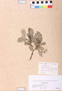 Salix glauca L., Siberia, Altai & Sayany Mountains (S2) (Russia)